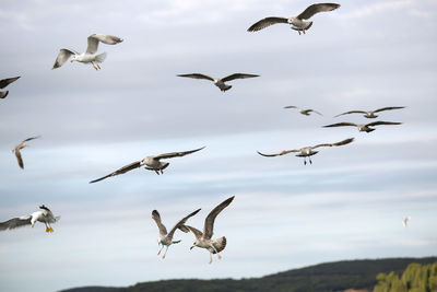 Low angle view of birds flying against sky