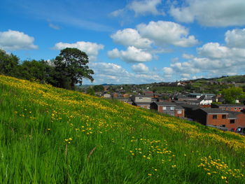 Plants growing on field by buildings against sky