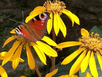 Close-up of butterfly on yellow flower