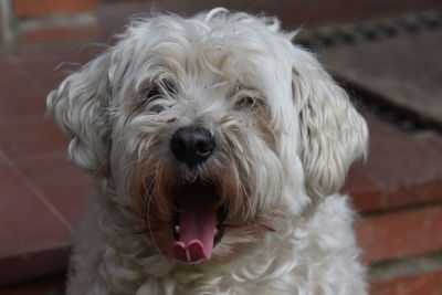 Close-up portrait of a dog