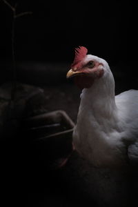 animal