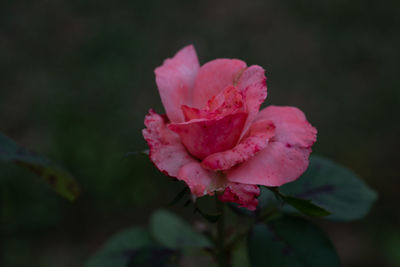 Pink rose closeup