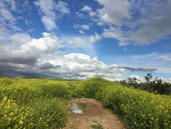 Scenic view of field against sky