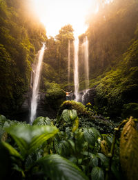 Scenic view of waterfall in forest