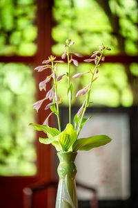 Close-up of plant in vase