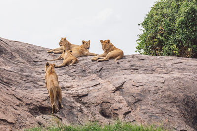 Group of lion cubs on a rock