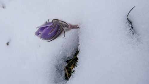 High angle view of animal on snow covered land