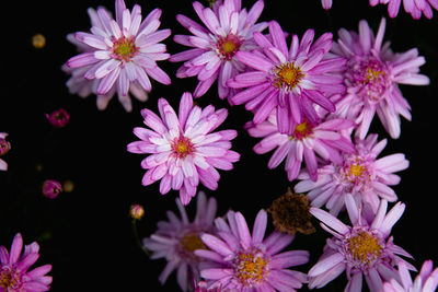 Close-up of pink flowers against black background