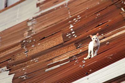 Portrait of stray cat on rusty roof