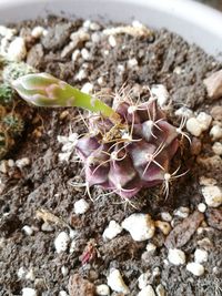 High angle view of succulent plant on field