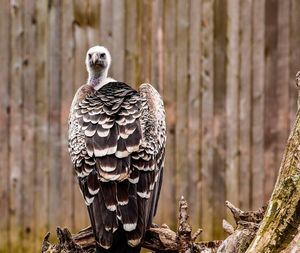 Rear view of bird perching outdoors