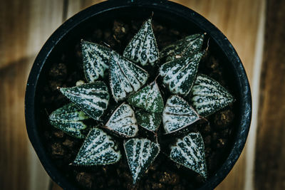 High angle view of potted plant on table