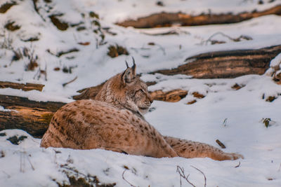 View of an animal on snow covered land