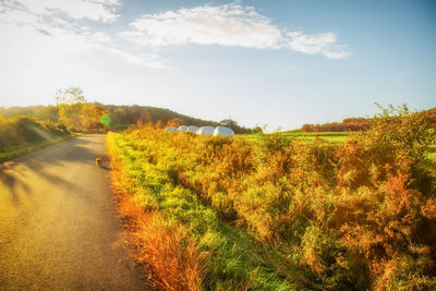 Scenic view of road amidst trees against sky