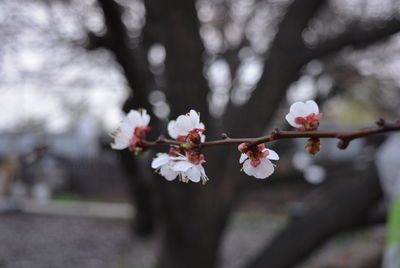 Close-up of cherry blossoms in spring