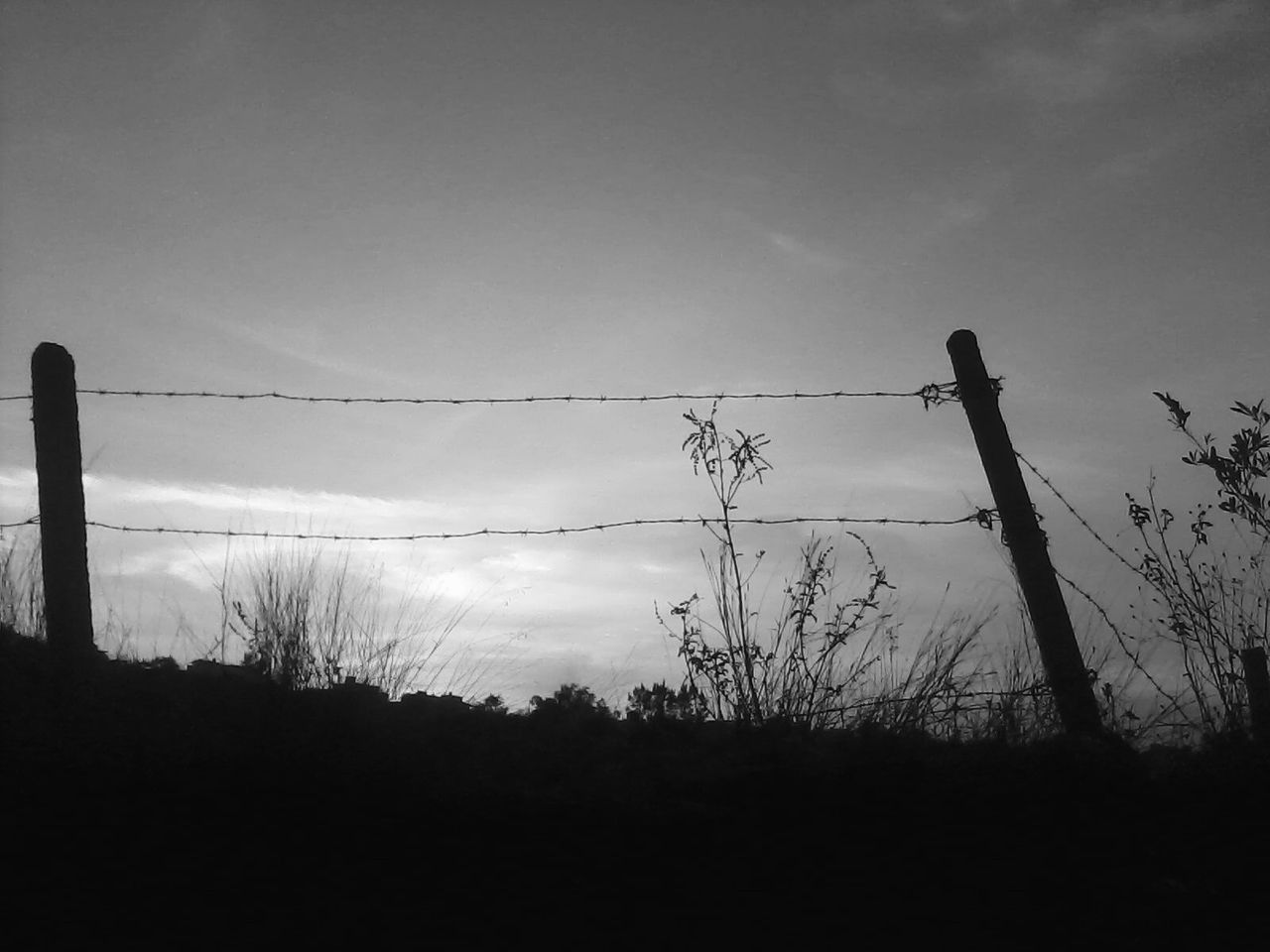 silhouette, sky, tranquility, tree, tranquil scene, nature, bare tree, low angle view, scenics, beauty in nature, sunset, dusk, power line, landscape, electricity pylon, outdoors, copy space, field, no people, cloud - sky