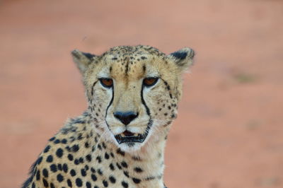 Cheetah standing on land cat