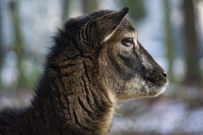 Close-up of lion looking away