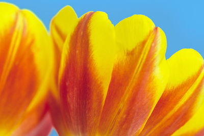 Close-up of yellow flower