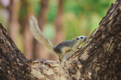 Close-up of squirrel on tree trunk