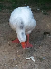 High angle view of pigeon on field