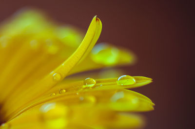 Close-up of water drops on leaf