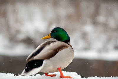 Winter portrait of a duck in a winter public park. duck birds are standing or sitting in the snow. 