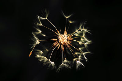 Low angle view of firework display against black background