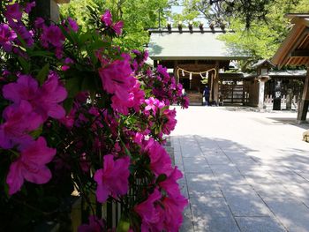 Pink flowering plant by building