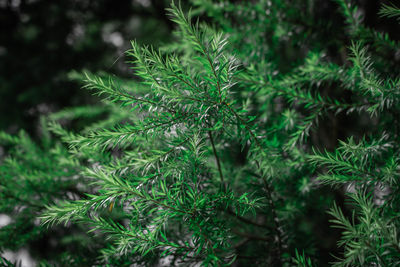 Close-up of pine tree