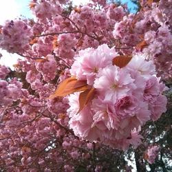 Low angle view of pink flowers blooming on tree