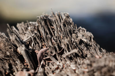 Close up of grass