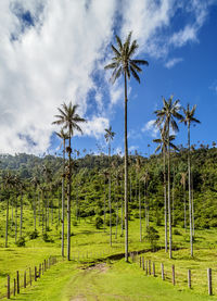 Palm trees on field against sky