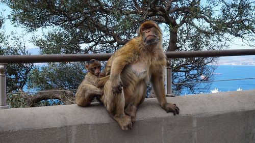 Low angle view of monkey on tree against sky
