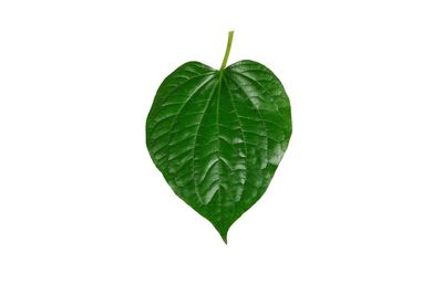 Close-up of leaf against white background