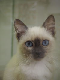 Close-up portrait of cat