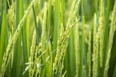 Close-up of wheat growing on field