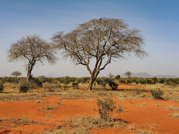 Tree on field against clear sky