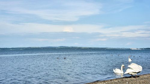 View of swan floating on sea