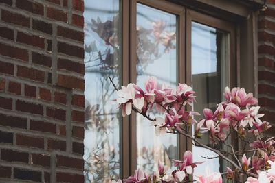 Close-up of pink flowering plant by window on building