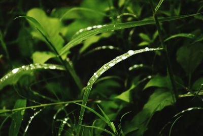 Close-up of dew drops on grass