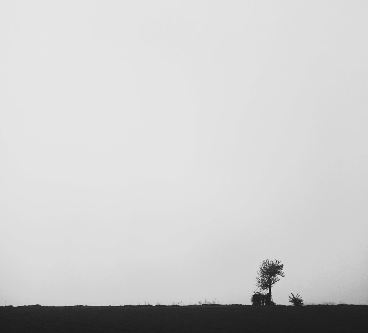 copy space, tree, landscape, clear sky, tranquility, tranquil scene, lone, nature, field, horizon over land, beauty in nature, outdoors, tree trunk, scenics, no people, day, sky