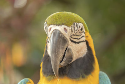 Close-up of a parrot