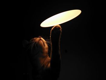 Close-up of cat below illuminated pendant light against black background