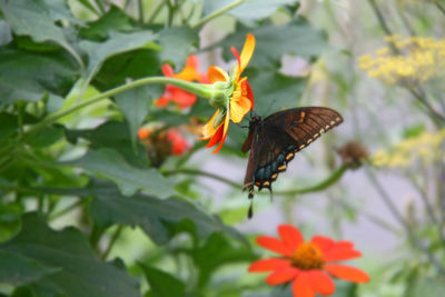 Close-up of butterfly perching on flower