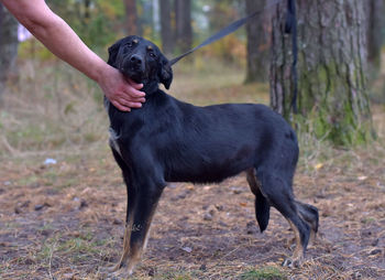 Portrait of black dog running on field