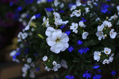 Close-up of purple flowers blooming outdoors