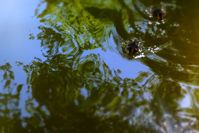 Reflection of trees in water