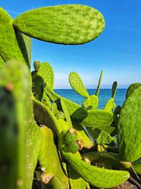 Close-up of plant