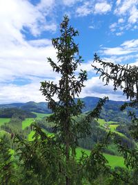 Trees on field against sky